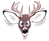 Face à face avec le chevreuil