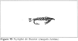 ​NYMPHE DE BICOLOR (JACQUES JUNEAU)